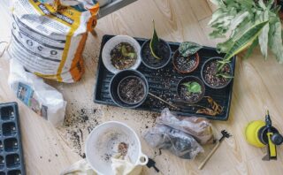 What flowers can be grown at home from seeds?