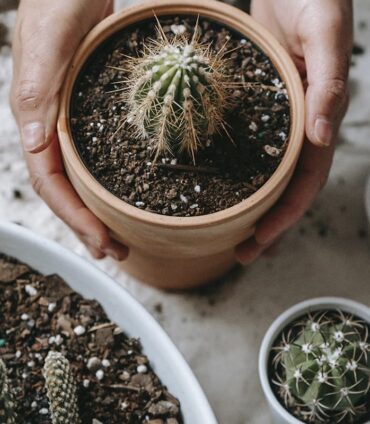 Cactus