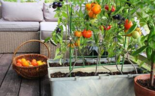 Top 8 Healthiest Plants To Have In Your House