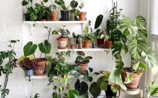 The Language of Flowers: Communicating Emotions Through Floral Design