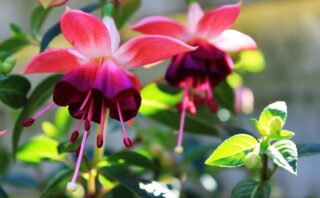 The Art of Floral Arrangements: Bringing Nature’s Beauty Indoors