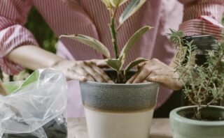 What flowers can be grown at home from seeds?