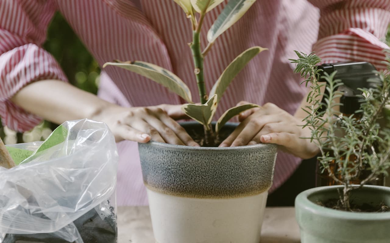 plants