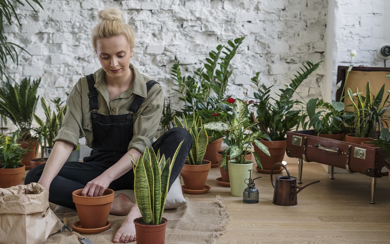 plants