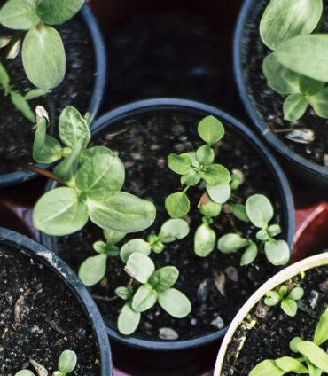 plants