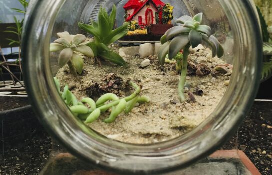 Tips for lazy florists: succulents