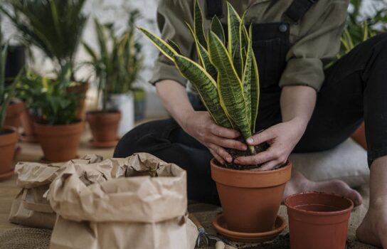 How to transplant houseplants